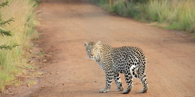 乌萨纳之家：紫色主题与智能家居如何重塑心理健康空间